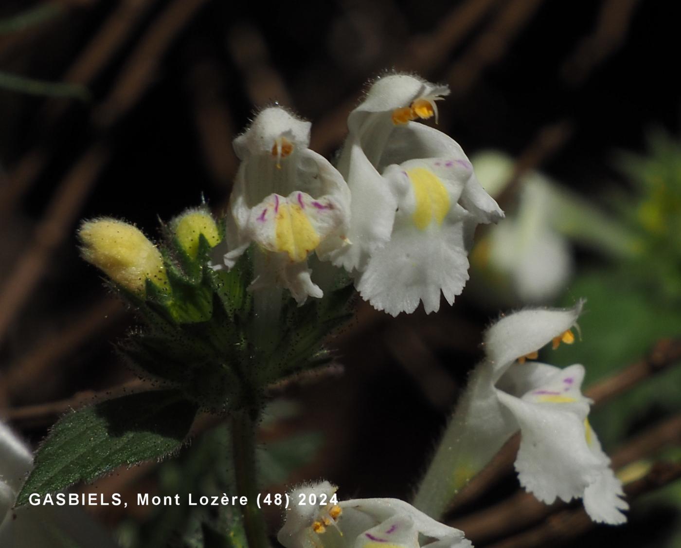 Hemp-Nettle, Yellow flower